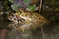 33298 Bufo viridis (Rospo smeraldino)